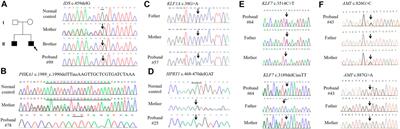 A Tiered Genetic Screening Strategy for the Molecular Diagnosis of Intellectual Disability in Chinese Patients